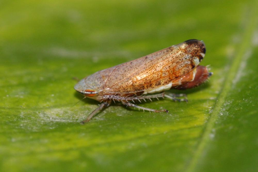  Fieberiella florii (Stål, 1864)