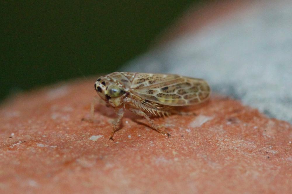  Euscelidius variegatus (Kirschbaum, 1858)