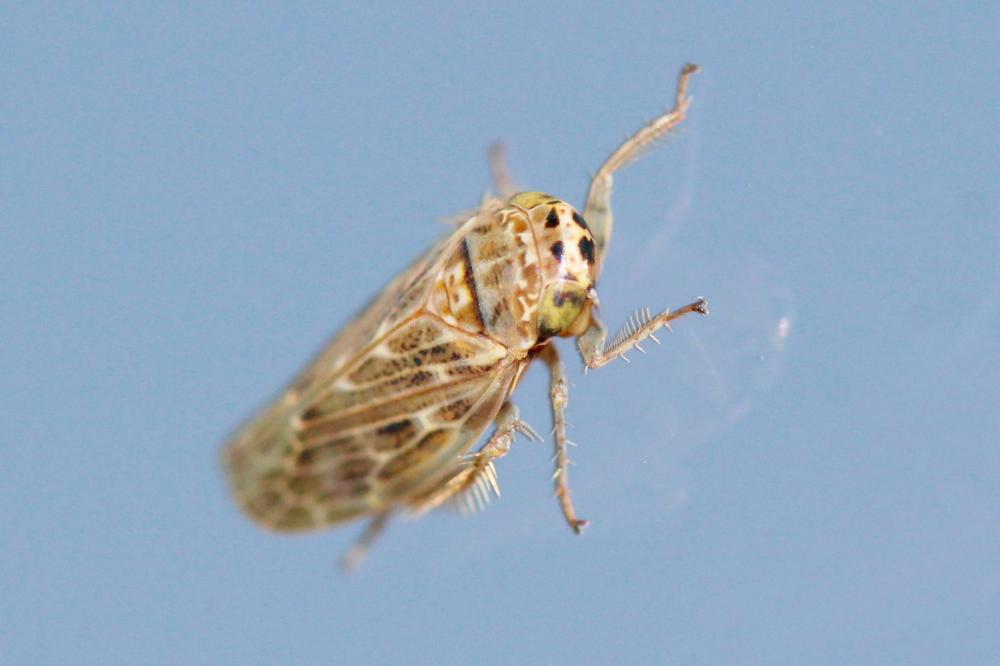  Euscelidius variegatus (Kirschbaum, 1858)