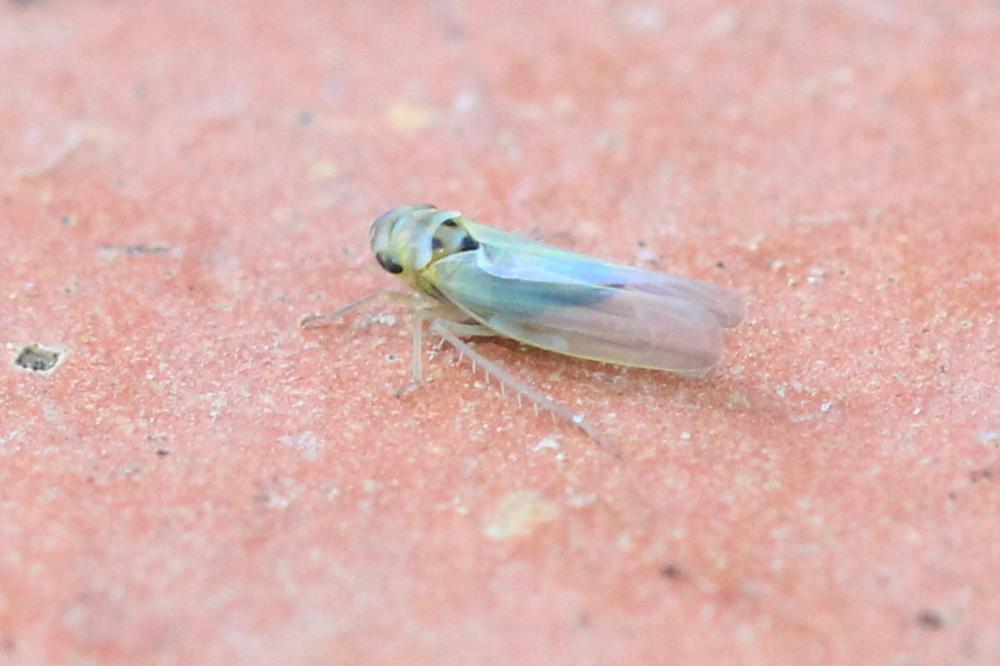  Zyginidia scutellaris (Herrich-Schäffer, 1838)