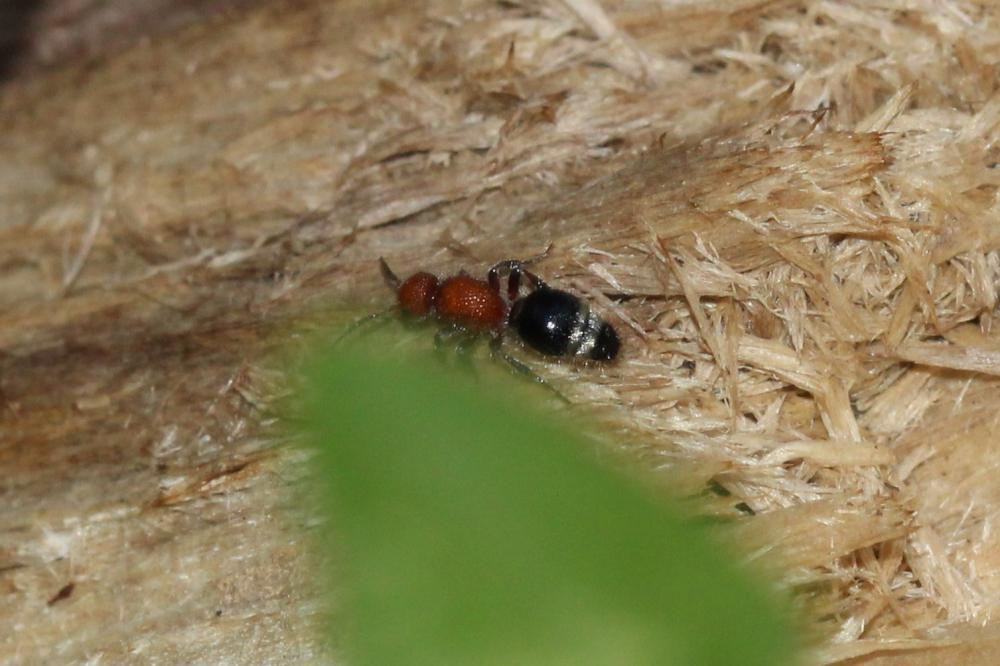 Cystomutilla ruficeps (Smith, 1855)
