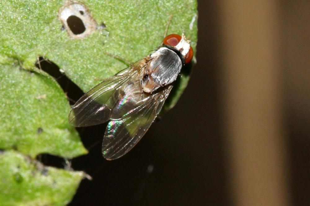  Leucophenga maculata (Dufour, 1839)