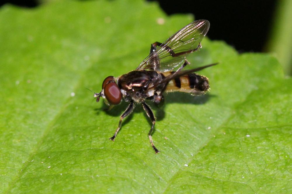  Chalcosyrphus nemorum (Fabricius, 1805)