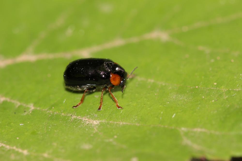 Smaragdina affinis (Illiger, 1794)