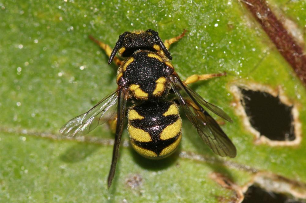  Stelis signata (Latreille, 1809)