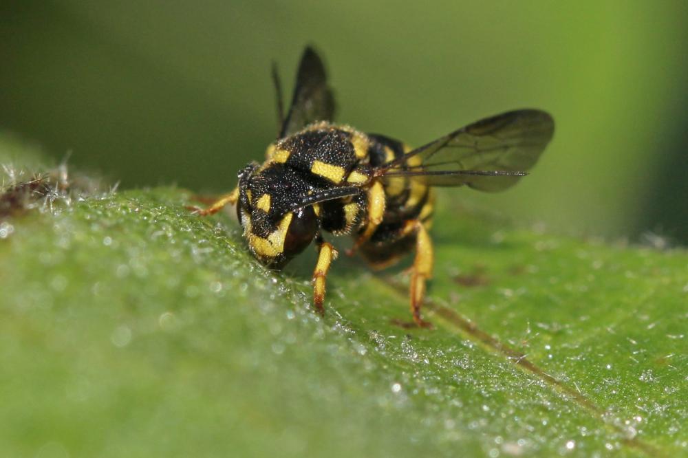  Stelis signata (Latreille, 1809)