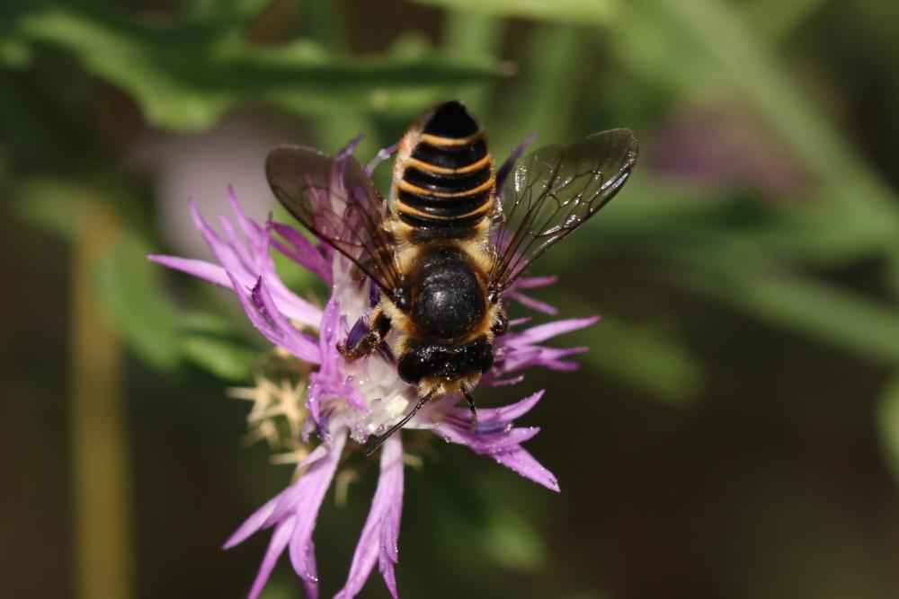  Megachile pilicrus Morawitz, 1877