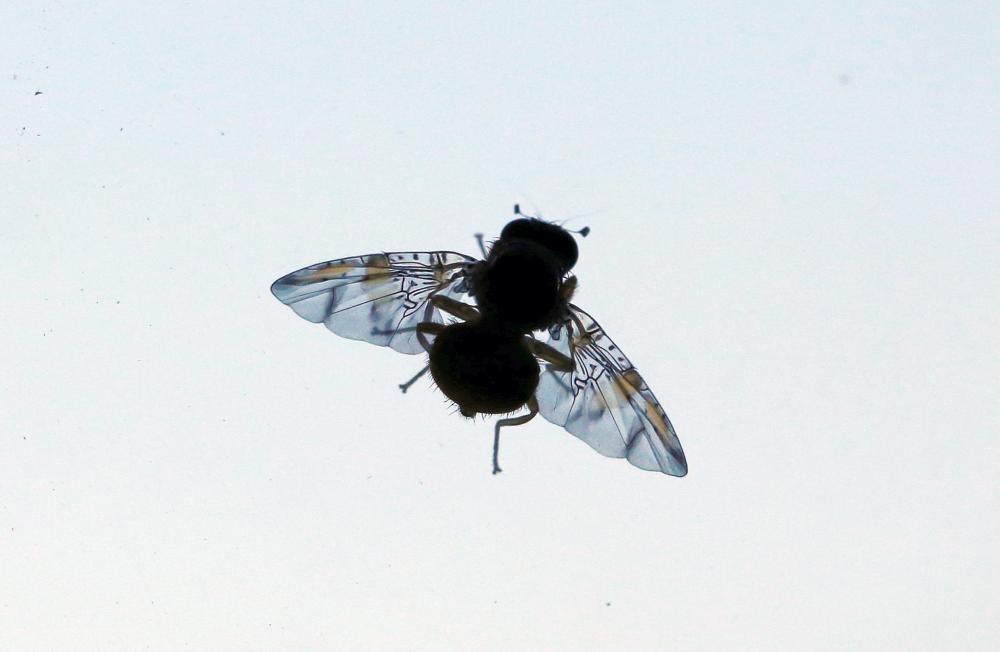Ceratitis capitata (Wiedemann, 1824)