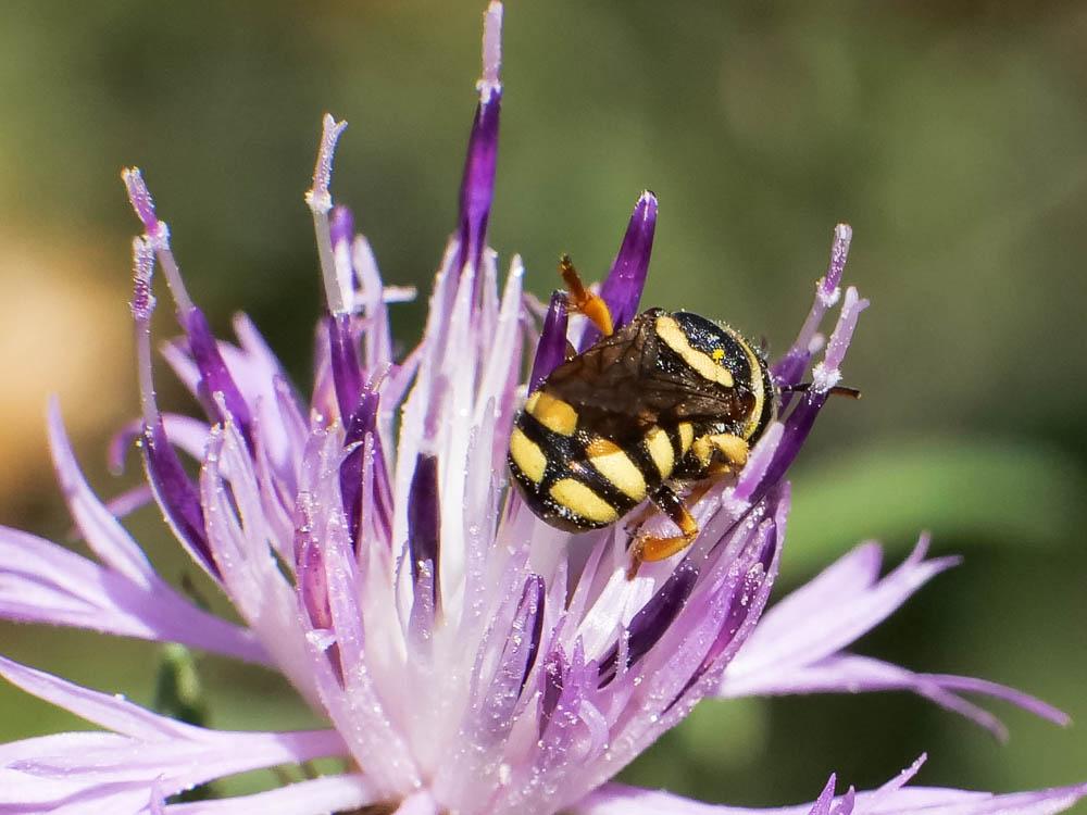  Pseudoanthidium scapulare (Latreille, 1809)