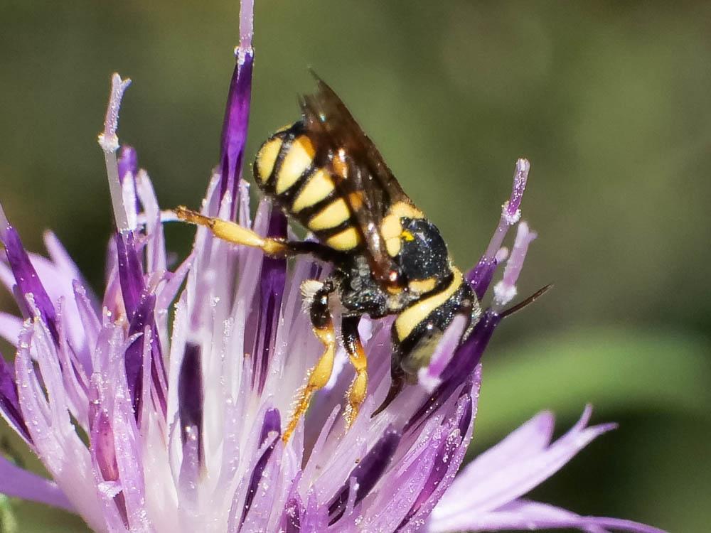  Pseudoanthidium scapulare (Latreille, 1809)