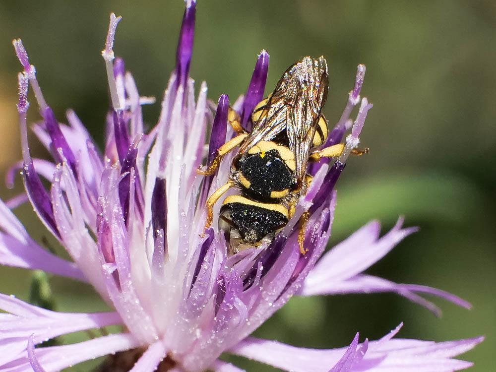 Pseudoanthidium scapulare (Latreille, 1809)