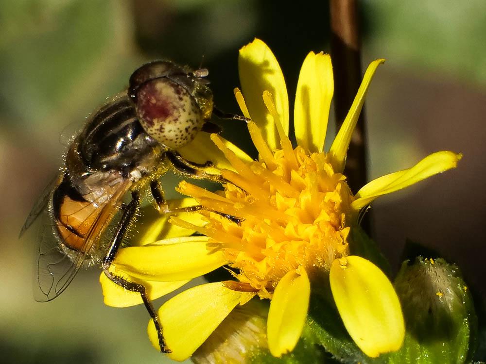  Eristalinus megacephalus (Rossi, 1794)