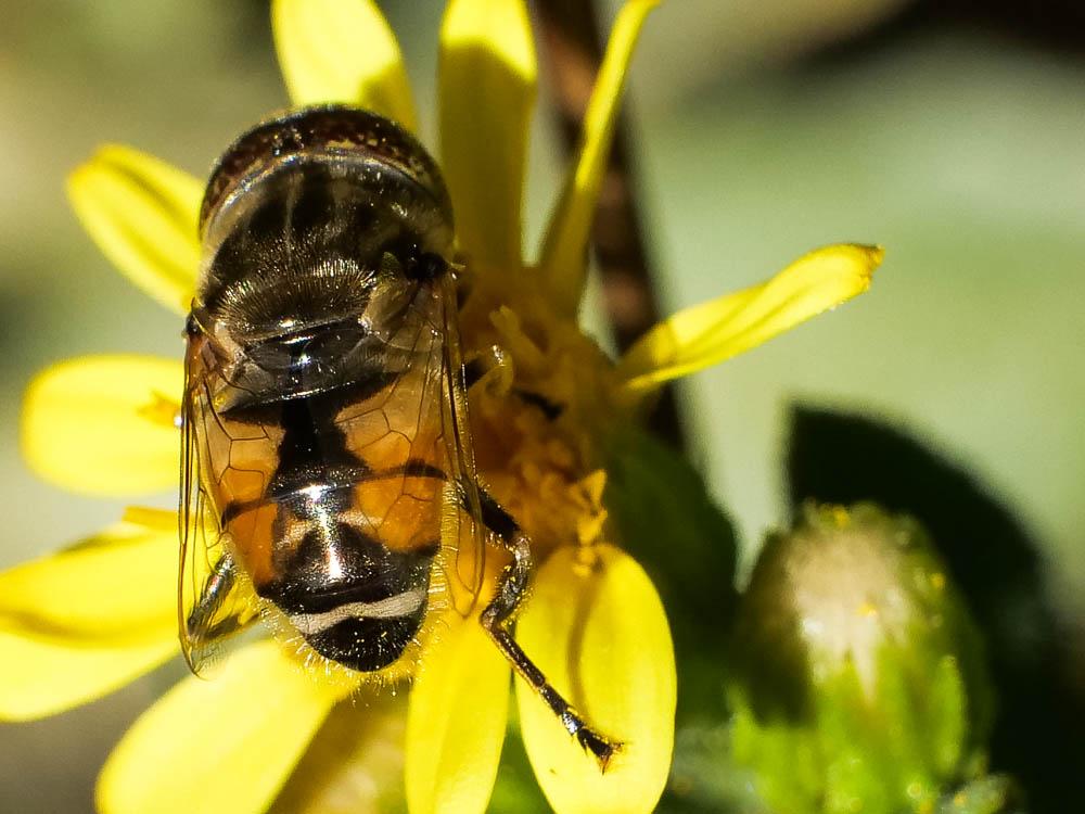  Eristalinus megacephalus (Rossi, 1794)