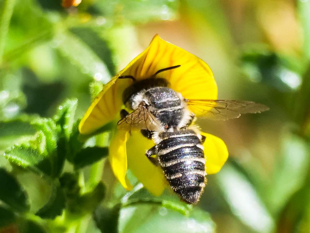  Megachile Latreille, 1802