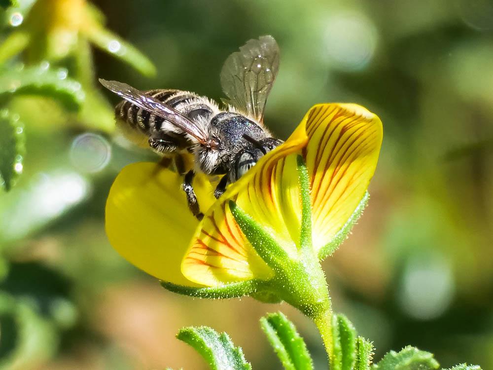  Megachile Latreille, 1802