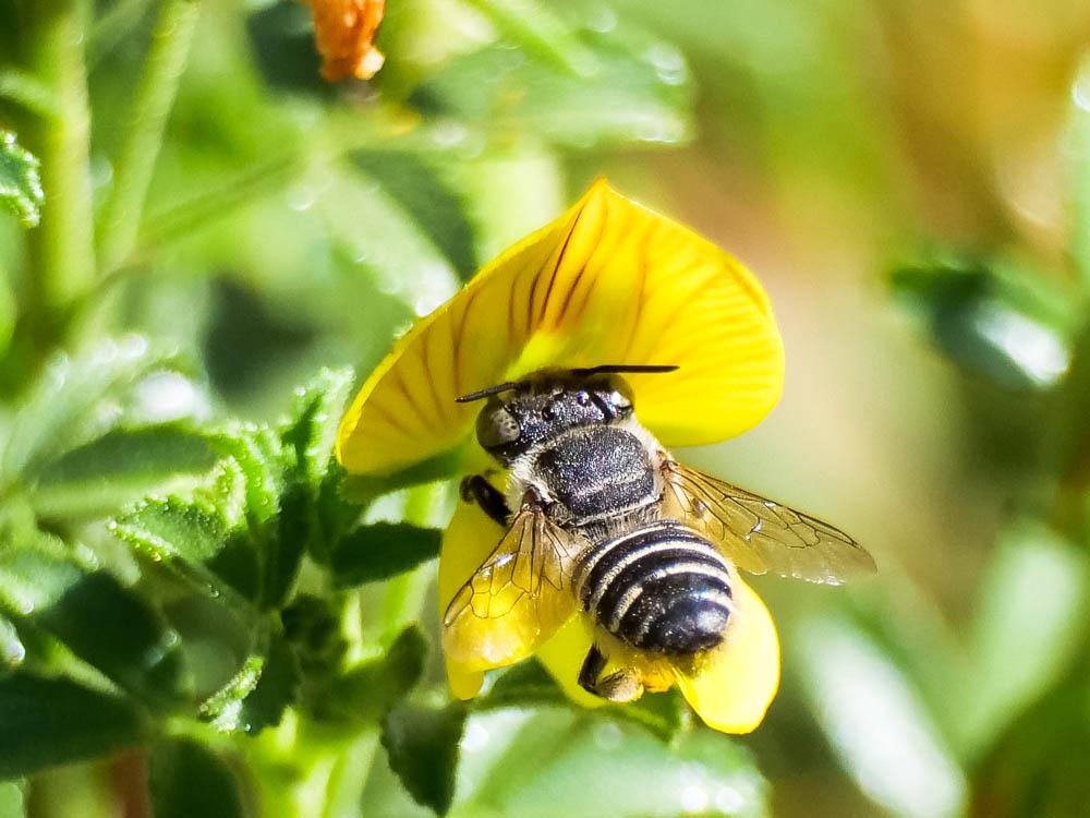  Megachile Latreille, 1802