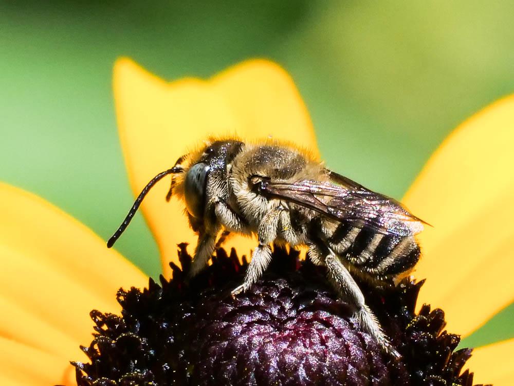  Megachile pilidens Alfken, 1924