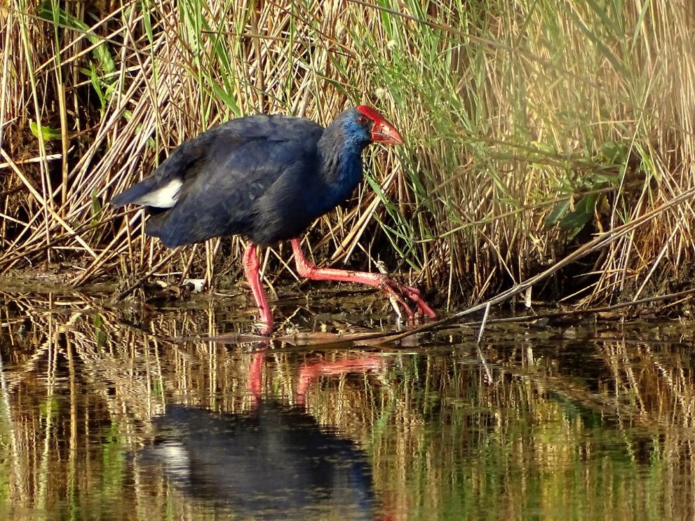 Poule sultane, Talève sultane, Porphyrion bleu Porphyrio porphyrio (Linnaeus, 1758)