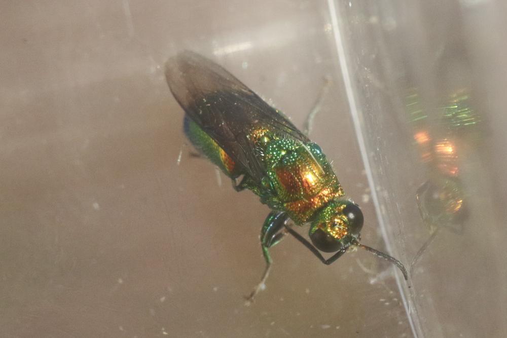 Stilbum cyanurum (Forster, 1771)