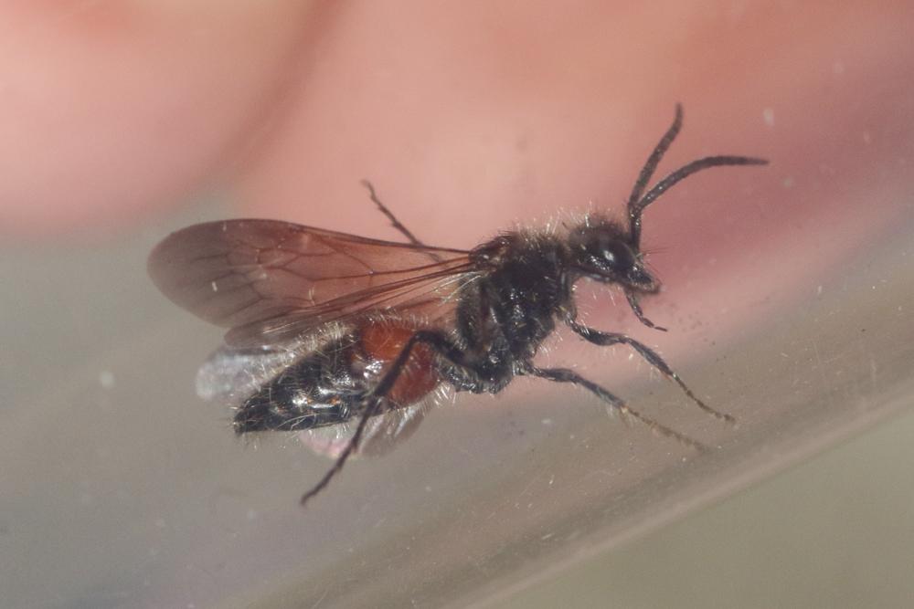 Mutillidae Latreille, 1802
