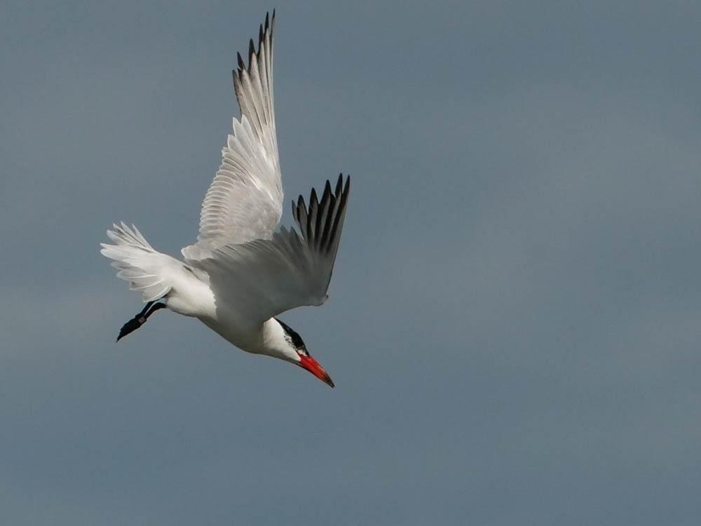 Sterne caspienne Hydroprogne caspia (Pallas, 1770)