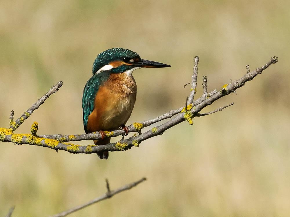Martin-pêcheur d'Europe Alcedo atthis (Linnaeus, 1758)