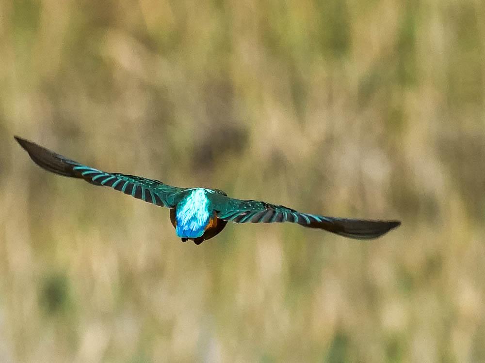Martin-pêcheur d'Europe Alcedo atthis (Linnaeus, 1758)
