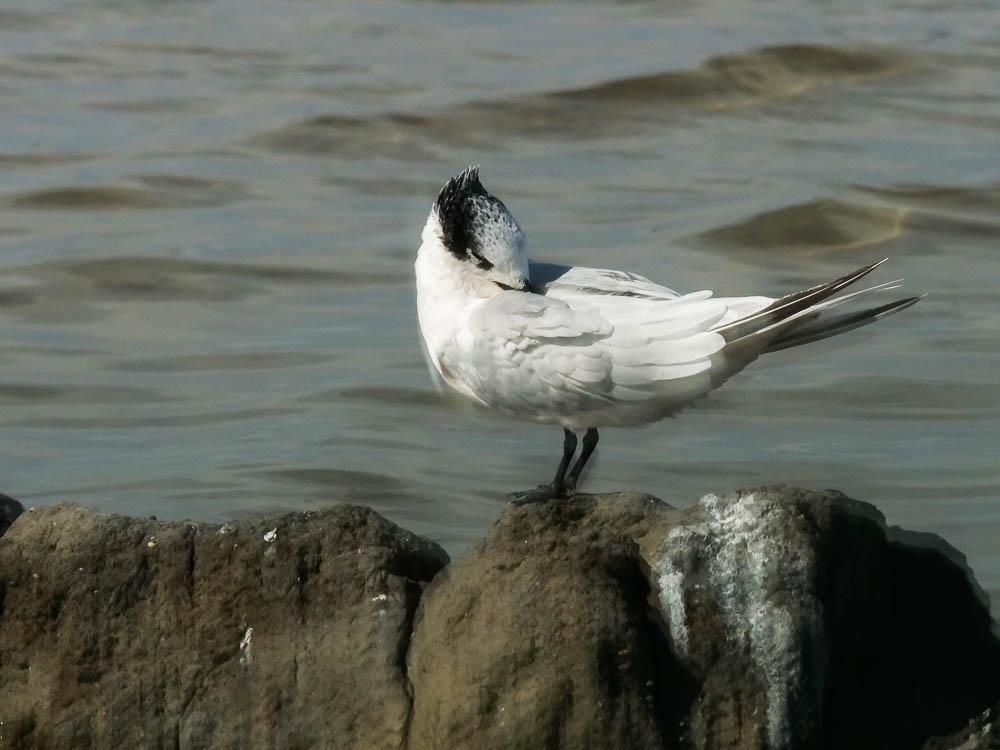 Sterne caugek  Thalasseus sandvicensis (Latham, 1787)