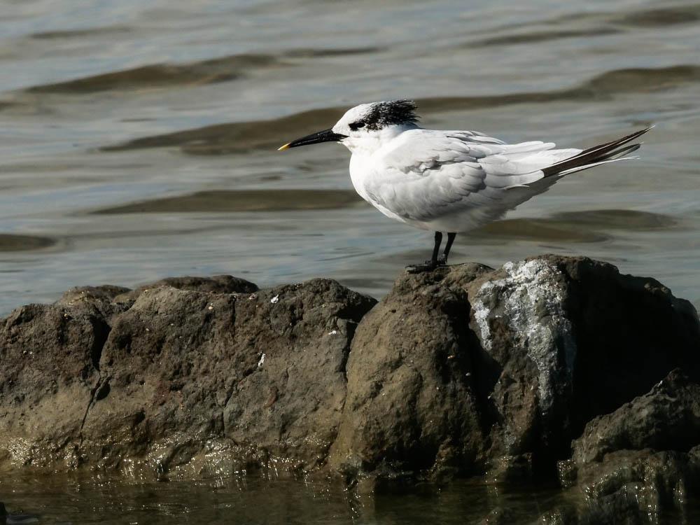 Sterne caugek  Thalasseus sandvicensis (Latham, 1787)