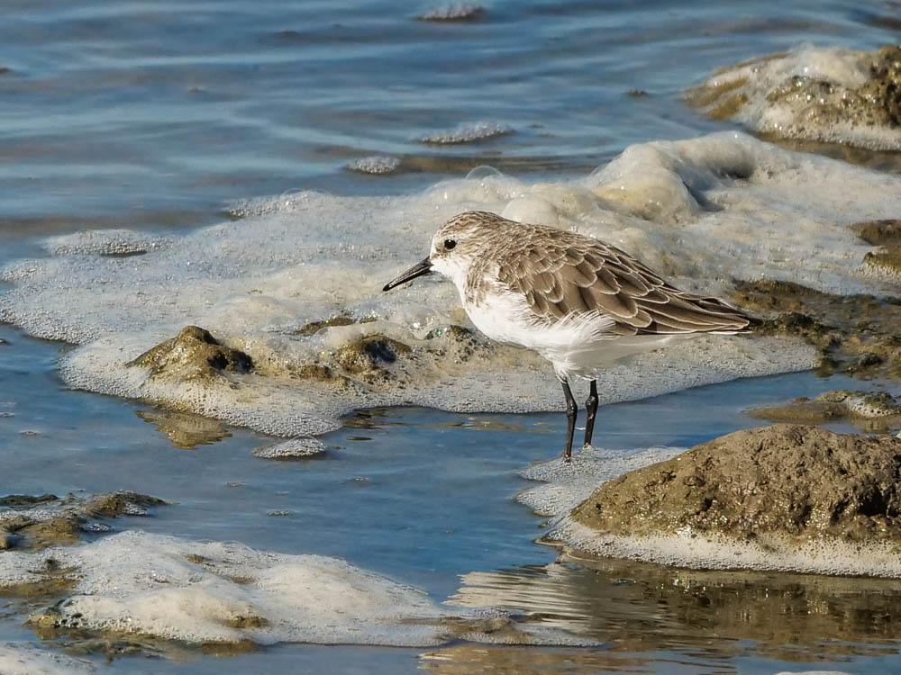 Bécasseau minute Calidris minuta (Leisler, 1812)