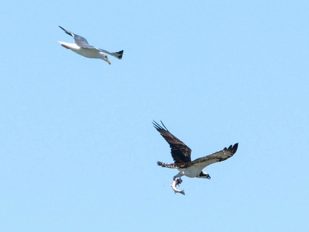 Balbuzard pêcheur Pandion haliaetus (Linnaeus, 1758)