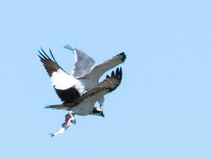 Balbuzard pêcheur Pandion haliaetus (Linnaeus, 1758)