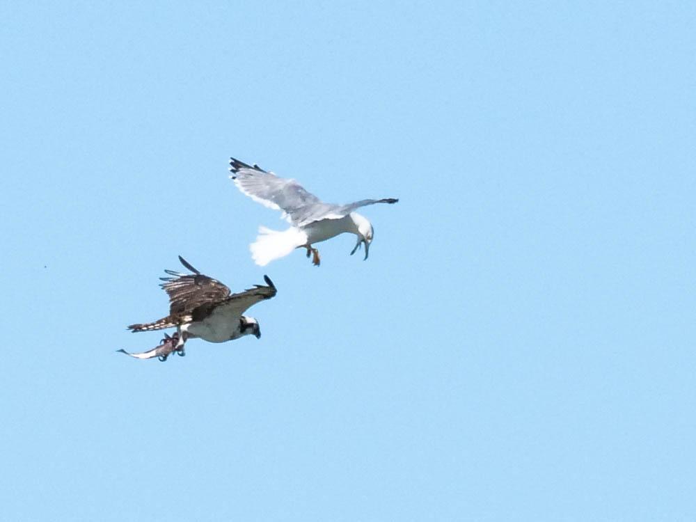 Balbuzard pêcheur Pandion haliaetus (Linnaeus, 1758)