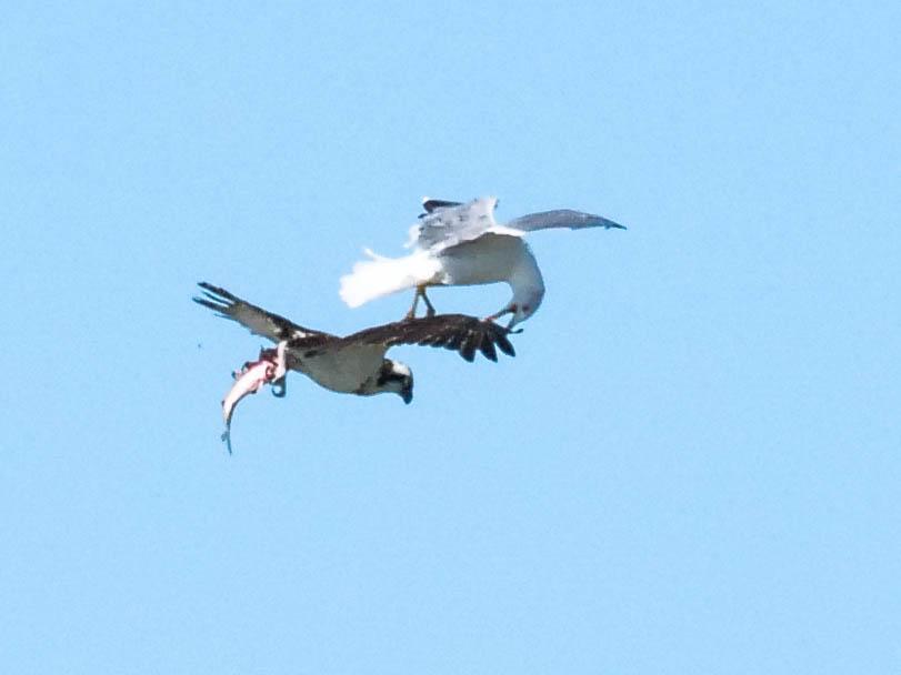 Balbuzard pêcheur Pandion haliaetus (Linnaeus, 1758)