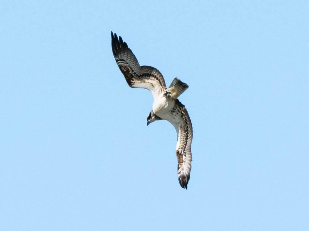 Balbuzard pêcheur Pandion haliaetus (Linnaeus, 1758)