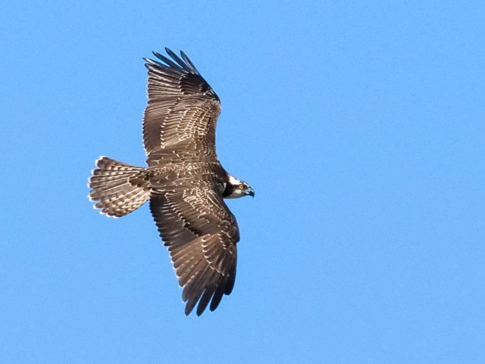 Balbuzard pêcheur Pandion haliaetus (Linnaeus, 1758)