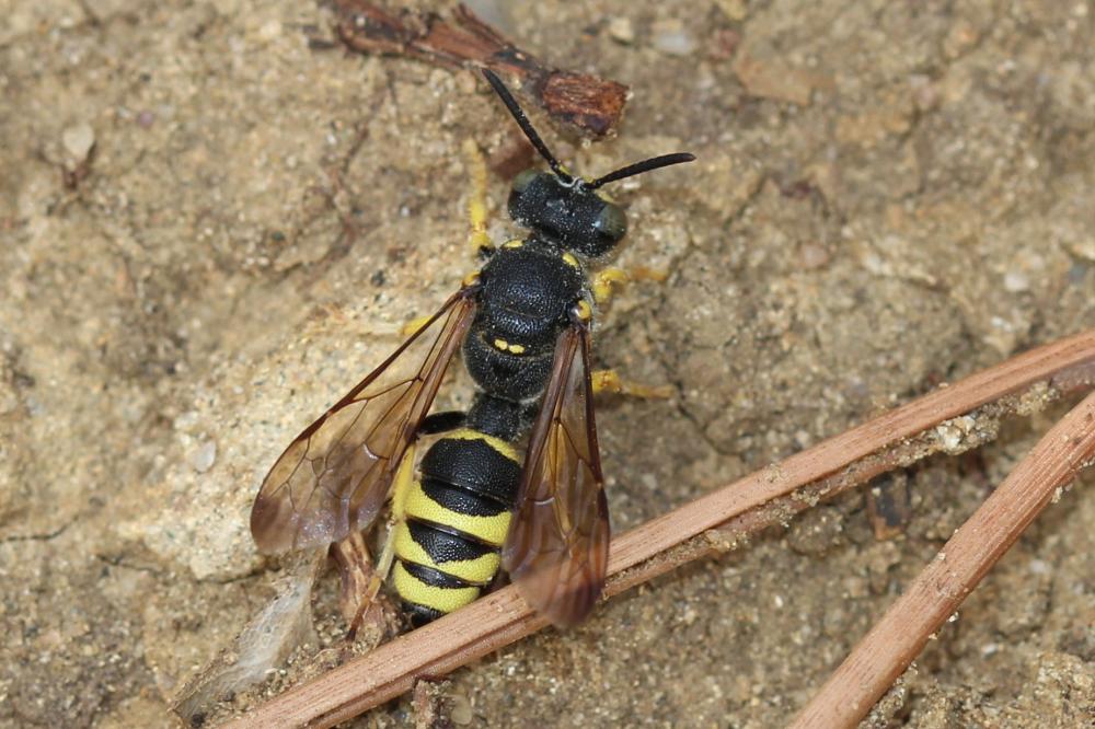 Cerceris bupresticida Dufour, 1841