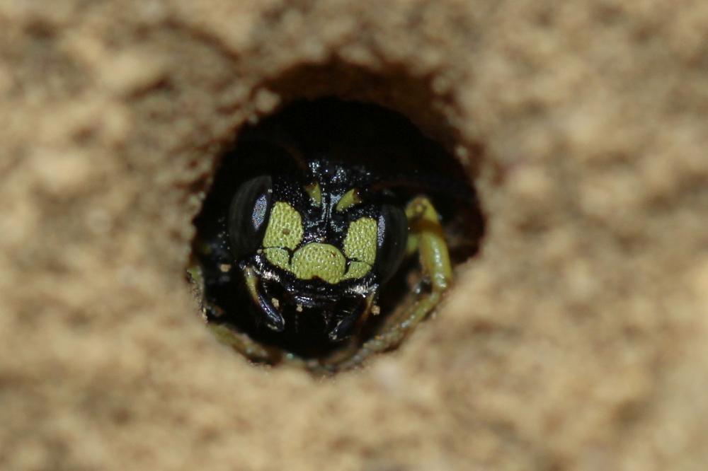 Cerceris bupresticida Dufour, 1841