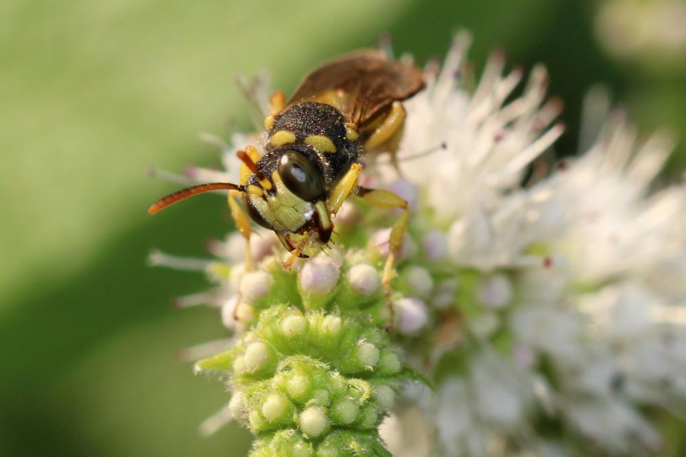  Cerceris sabulosa (Panzer, 1799)