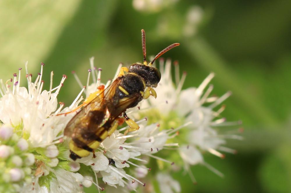Cerceris sabulosa (Panzer, 1799)