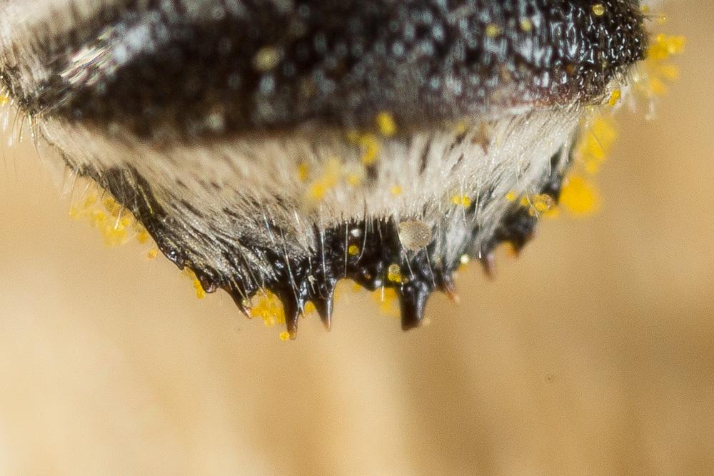  Megachile pilidens Alfken, 1924