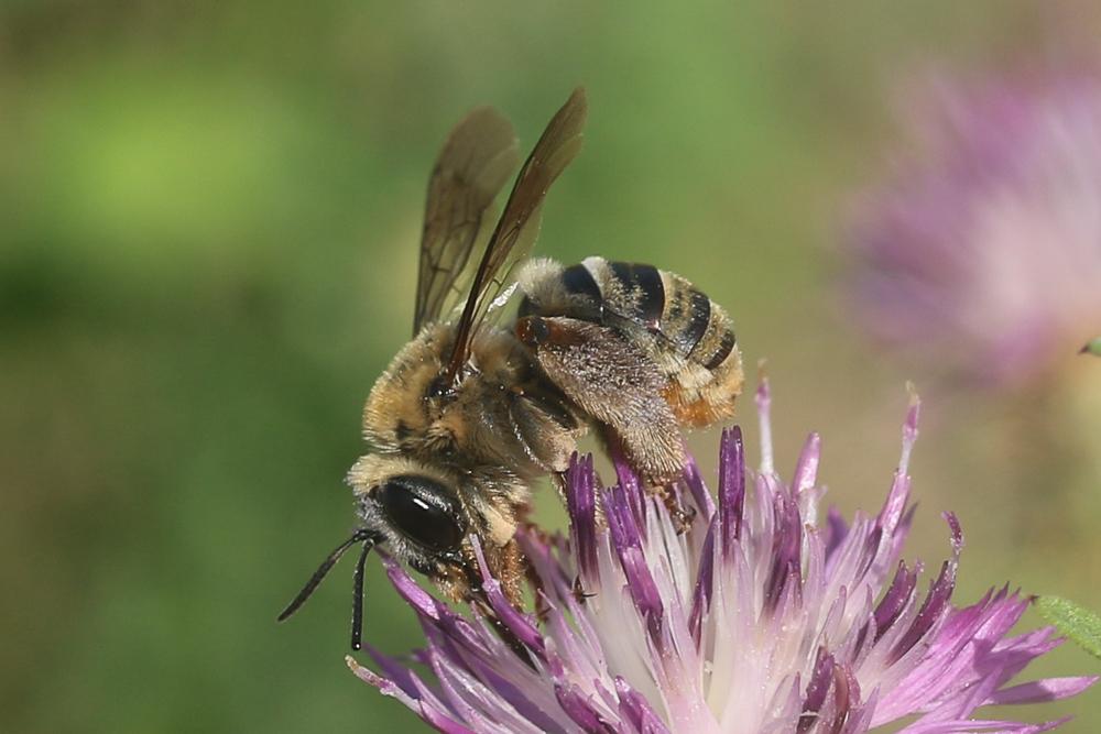 Eucère taurique Eucera taurica Morawitz, 1871