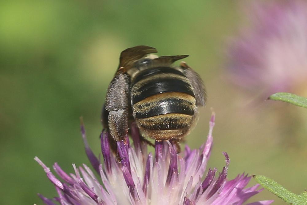 Eucère taurique Eucera taurica Morawitz, 1871