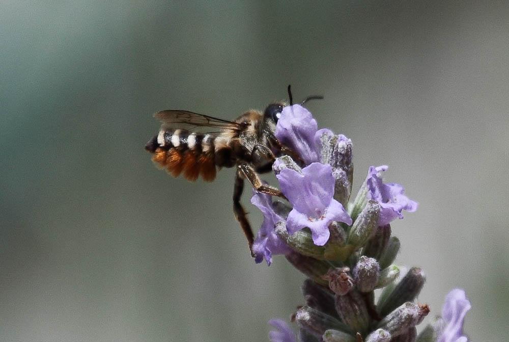  Megachile albisecta (Klug, 1817)