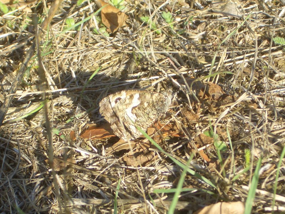 Agreste (L') Hipparchia semele (Linnaeus, 1758)