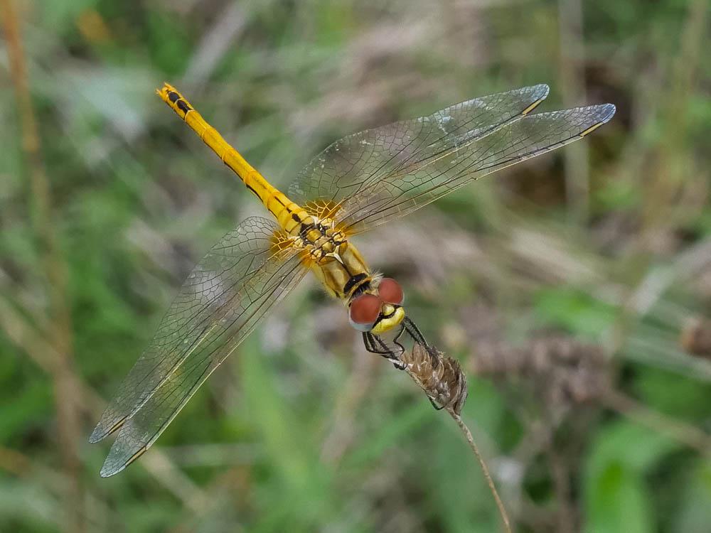 Sympétrum de Fonscolombe (Le) Sympetrum fonscolombii (Selys, 1840)