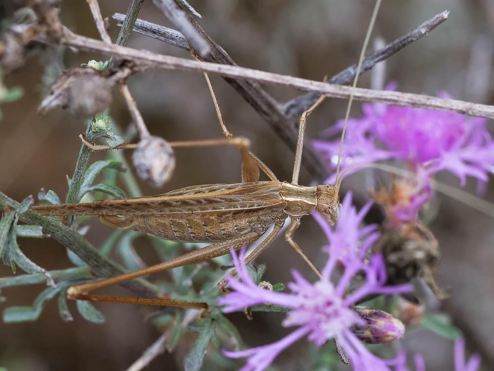 Phanéroptère liliacé,  Phi.lnéroptère feuille-de-l Tylopsis lilifolia (Fabricius, 1793)
