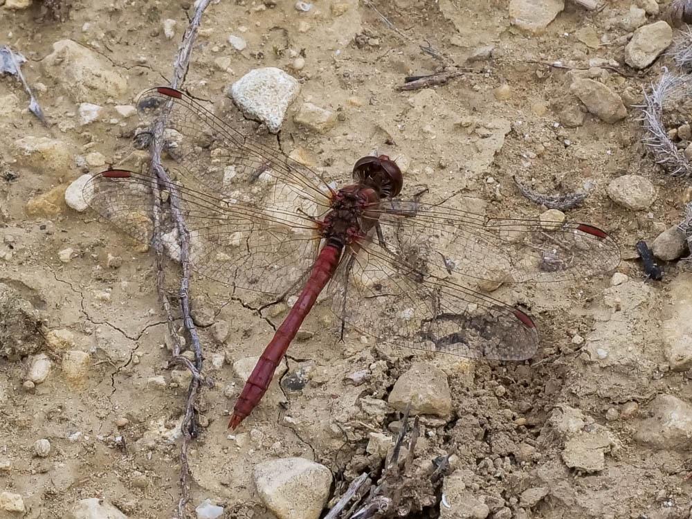 Sympétrum méridional (Le) Sympetrum meridionale (Selys, 1841)