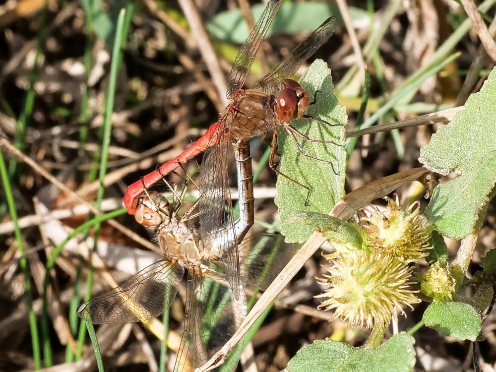 Sympétrum méridional (Le) Sympetrum meridionale (Selys, 1841)