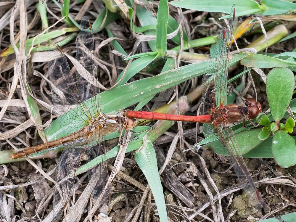 Sympétrum méridional (Le) Sympetrum meridionale (Selys, 1841)